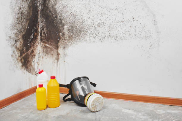 Best Mold Remediation Services  in Raoul, GA