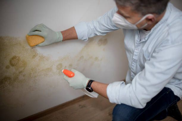 Mold Removal and Inspection in Raoul, GA