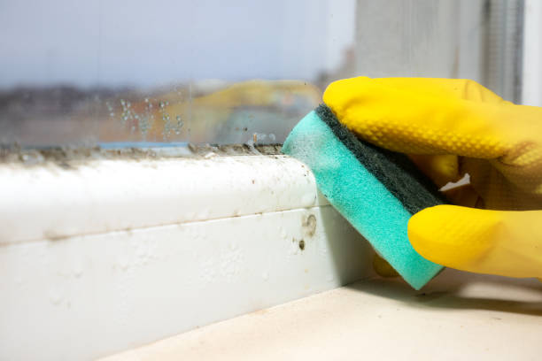 Best Office Mold Removal Services  in Raoul, GA