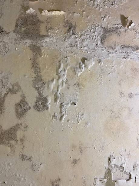 Best Mold Remediation Services  in Raoul, GA
