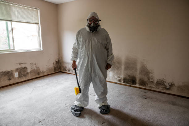 Best Mold Removal and Inspection  in Raoul, GA