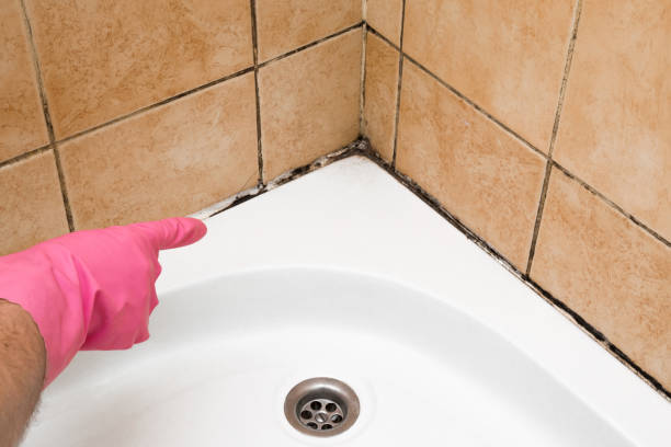Best Affordable Mold Removal  in Raoul, GA